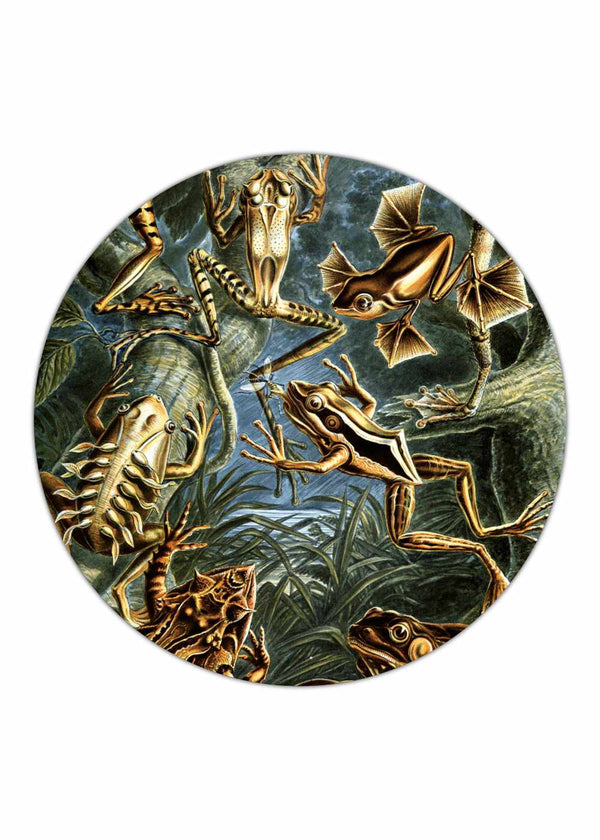 Batrachia - Ernst Haeckel