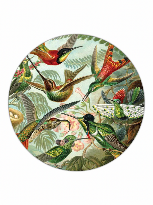 Kunstformen der Natur - Ernst Haeckel