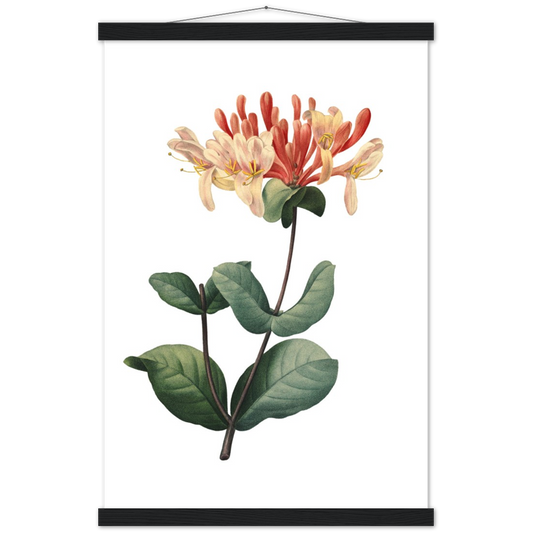 Honeysuckle | mat papier poster met houten hanger
