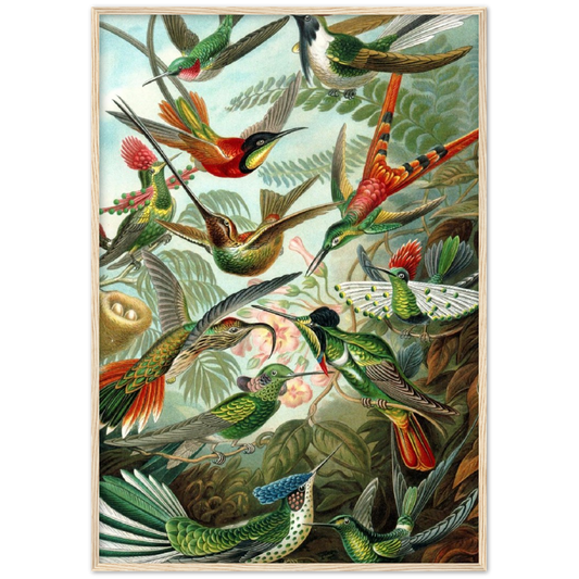 Kolibries - Trochilidae - Ernst Haeckel | poster | mat papier | houten lijst