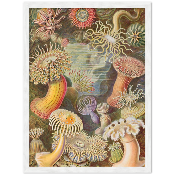 Actiniae - Ernst Haeckel | poster | mat papier | houten lijst