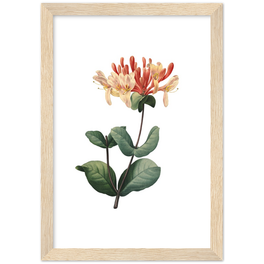 Honeysuckle | poster | mat papier | houten lijst