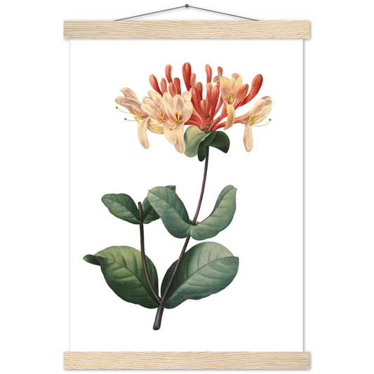 Honeysuckle | mat papier poster met houten hanger