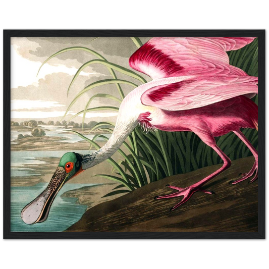 Roseate Spoonbill - John James Audubon | poster | mat papier | houten lijst