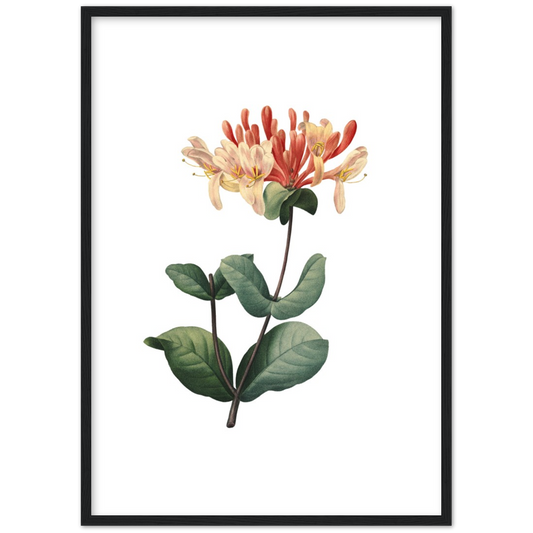 Honeysuckle | poster | mat papier | houten lijst