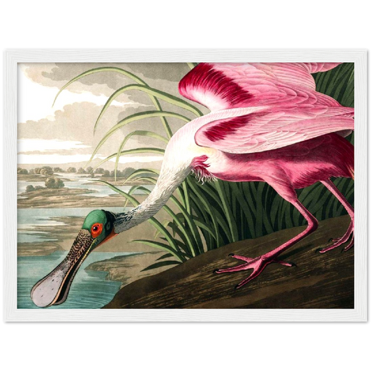 Roseate Spoonbill - John James Audubon | poster | mat papier | houten lijst